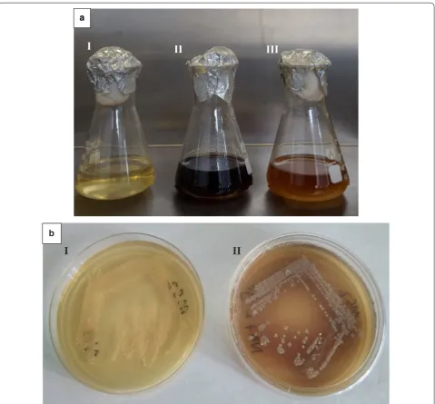 Fig. 1 MS2 bacterial isolates formed. with 5 mg/L a Positive isolate MS2 (i) NB without bacterial culture (ii) MS2 in LB when added culture with  FeCL3·6H2O (iii) MS2 without precursor