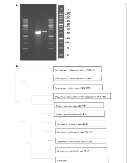Fig. 2 a Gel image of the PCR amplified 16S rRNA sequence depicted as a single band on the agarose gel
