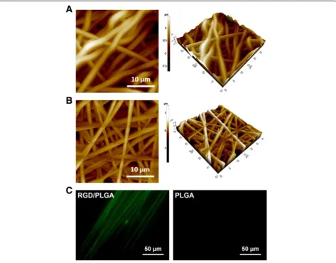 Fig. 1 Surface morphology and immunostaining of electrospun nanofibers. AFM images of (a) PLGA and (b) RGD/PLGA nanofiber matrices