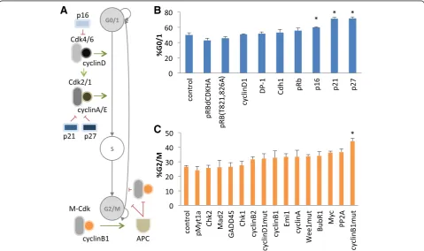 Fig. 1 Screen to identify key regulatory nodes that produce cell cycle arrest in G0/1 and G2/M