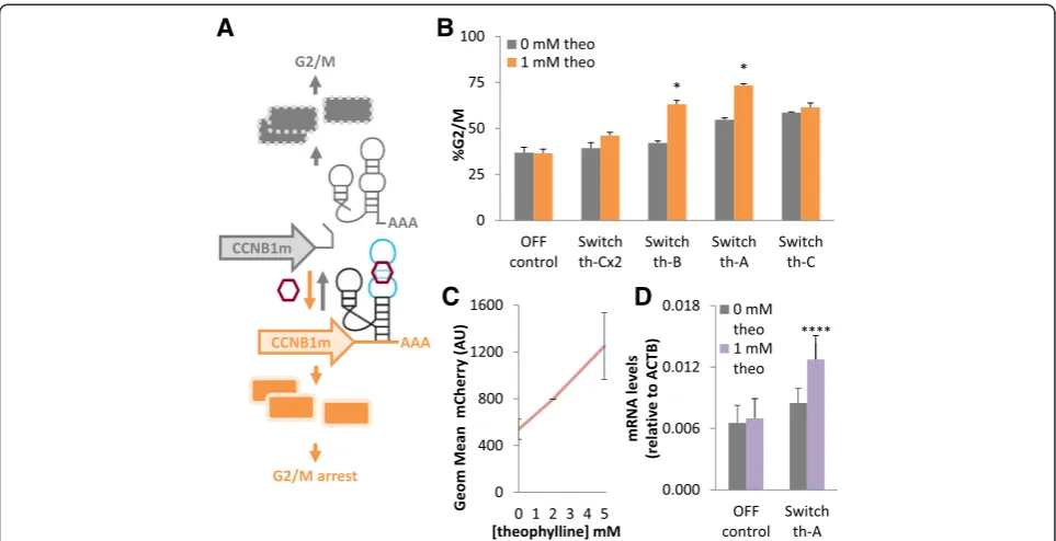 Fig. 3 Small molecule-responsive ribozyme switches control arrest of cells in G2/M.switch th-A measured as CCNB1m transcript levels in the presence and absence of theophylline