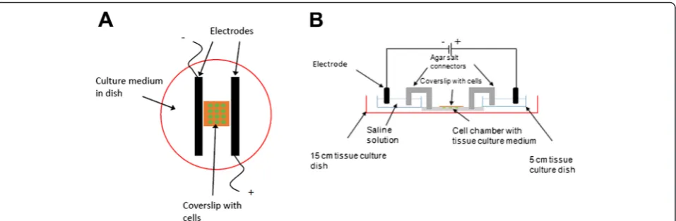 Fig. 1 General schemes of commonly-employed experimental setups for electrical stimulation experiments