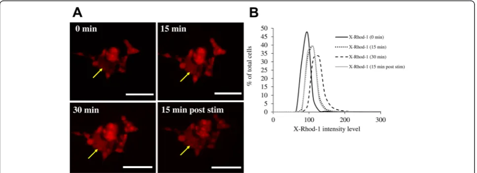 Fig. 2 Levels of intracellular calcium in SH-SY5Y cells during stimulation with monophasic square waves.5 V, 1 Hz square waves, and 15 min post-stimulation