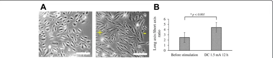Fig. 3 Polarization of PH-Akt-GFP in HaCaT cells under DC stimulation (150 mV/mm). a Over time, localization of PH-Akt-GFP to the anodal side (+)of the cell was observed