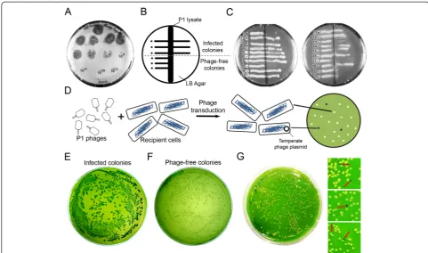 Fig. 2 d A scheme of the steps involved in Evans Blue-Uranine(EBU) plate assay, explaining the principle of this technique to screen for temperate phage contamination