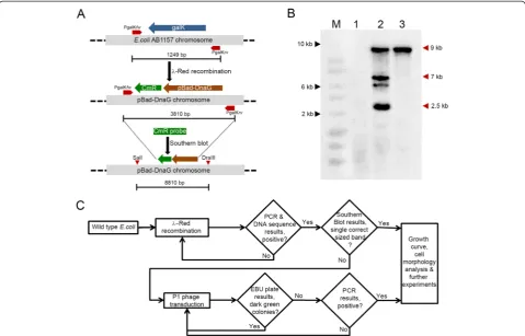 Fig. 4 Application of the validation methods in a strain engineered at a different chromosome locus.of the endogenous non-essential a The scheme depicts the replacement galK gene with an arabinose inducible primase gene (pBad-DnaG) along with a CmR gene th