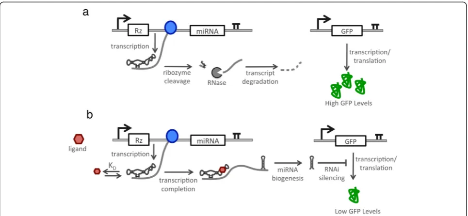 Figure 1 Schematic of the RNAi-based OFF control device architecture. A catalytic ribozyme switch is placed upstream of a pri-miRNA in the samenot be transcribed, thereby resulting in high target gene expression levels.expression cassette