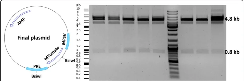 Figure 6 Screening of the final plasmid with restriction enzymes. Illustration of the final plasmid is shown