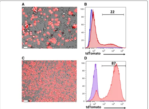 Figure 7 Assessing in vitro expression of the cloned gene. (A, B) HEK293T cells were transfected with Gag/Pol, VSVG, and tdTomato plasmids.The expression of the tdTomato gene was assessed using a fluorescence microscope