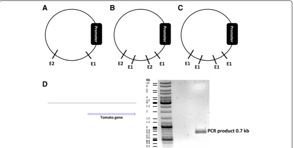 Figure 2 Choosing proper restriction enzymes based on defined criteria for PCR cloning