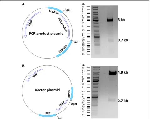 Figure 5 Vector and insert plasmid maps. (A) Illustration of the CloneJET plasmid containing the PCR product