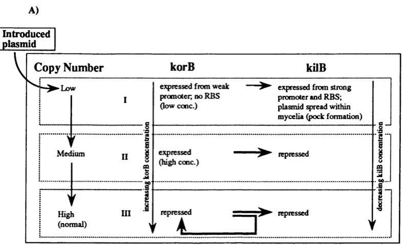 FIGURE IJ, Model for KorB regulation of korB and kilB genes.