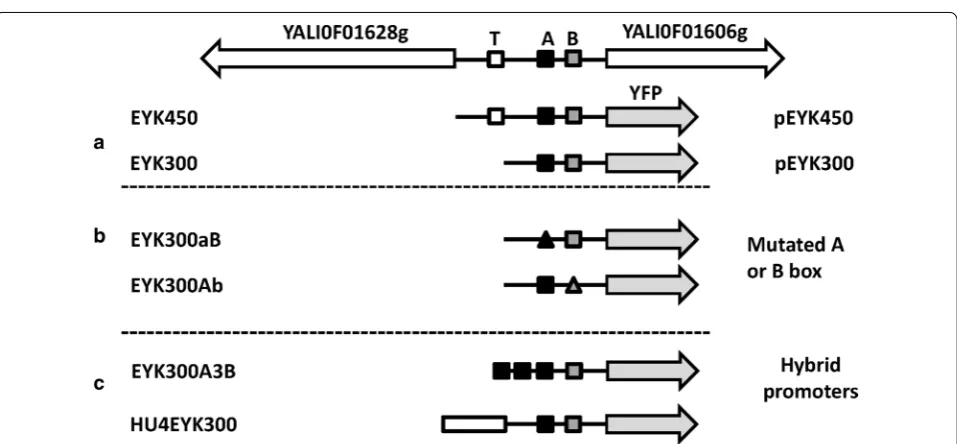Fig. 1 Erythritol catabolism pathway in genase encoded by Yarrowia lipolytica. Based on [45] and [46]