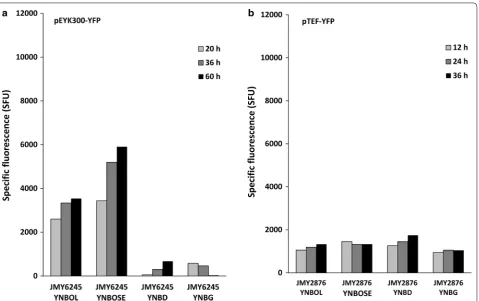 Fig. 4 Time course of YFP fluorescence depending on culture medium for native ing to the expression of YFP under: source (EYK1 and pTEF promoters