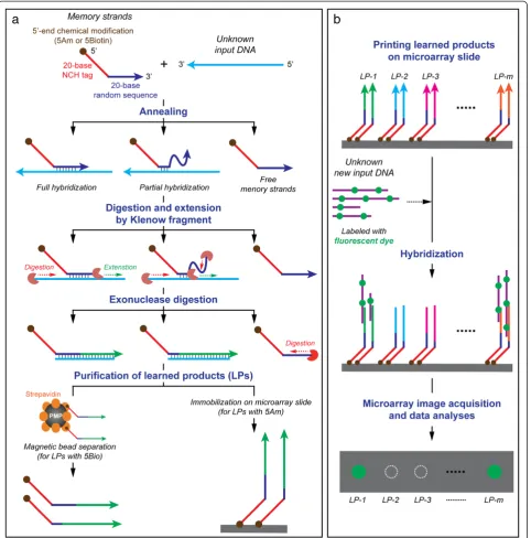 Figure 2 Experimental Design of a Biological Memory: (a) In vitro learning protocol and (b) microarray-based associativerecall protocol.