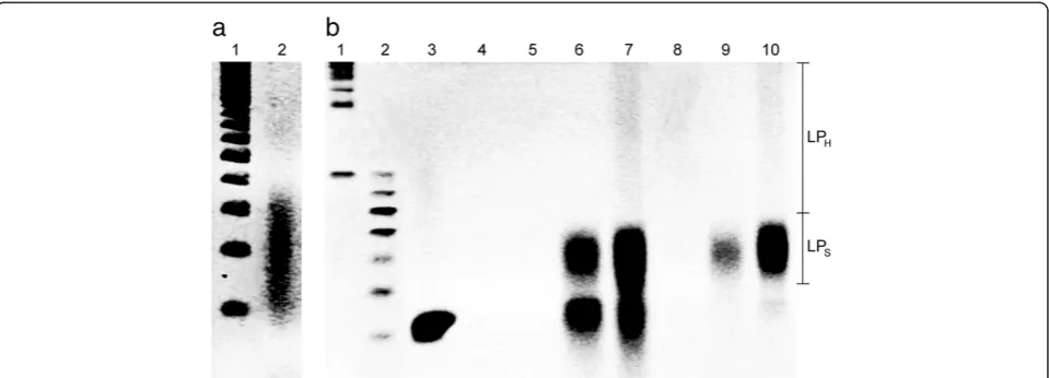 Figure 3 Characterization of the learning protocol on the basis of the ethidium bromide staining denatured Urea polyacrylamide gelelectrophoresis (Urea-PAGE) at 60°C