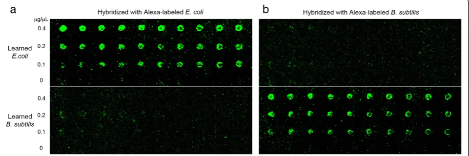 Figure 5 Microarray-based Memory protocol. Microarray image analyses of the learned products from E
