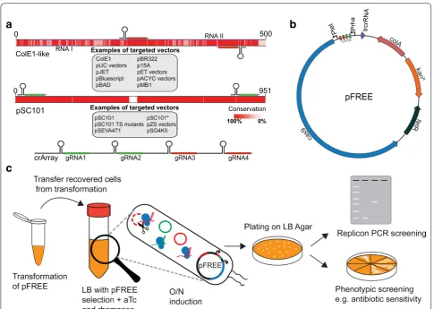 Table 1 Selected gRNAs and their target replicons