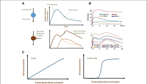 Figure 1 The observation of linear response waves. A) Schematic of activated signaling species, such as protein binding and geneexpressions, with respect to time following formation and decay waves