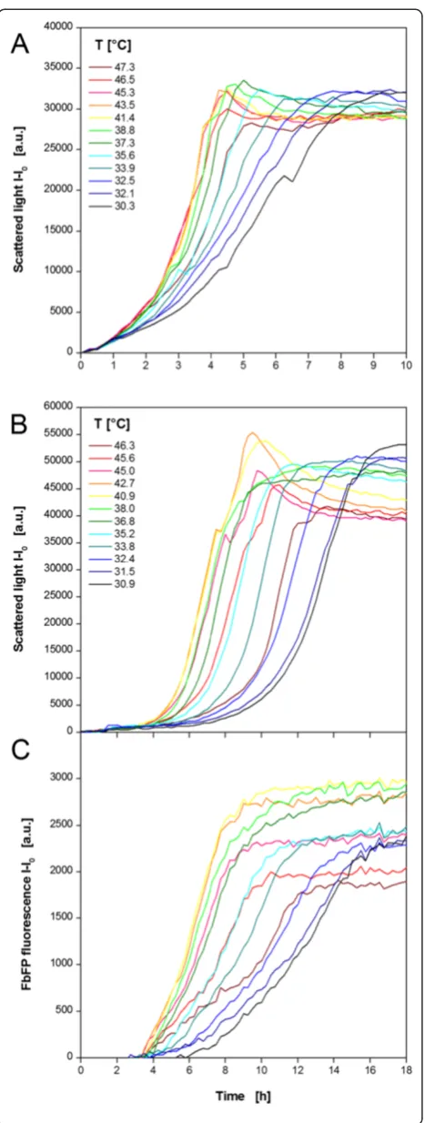 Figure 4 Cultivation of E.coli BL21 expressing the fluorescent