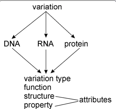 Figure 1 General structure of VariO. The ontology is designed forannotation of effects, consequences and mechanisms of variationsat the three molecular levels, DNA, RNA and protein
