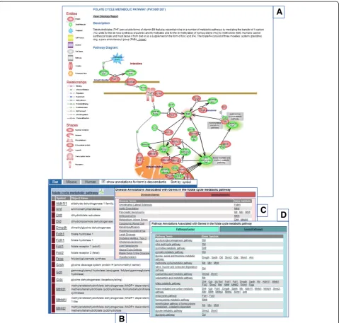 Figure 4 The anatomy of an interactive pathway diagram page. A.listed, with the associated genes shown to the right (default), and genes, alphabetically listed, with the associated pathways shown to the right.listed, with the associated genes shown to the 