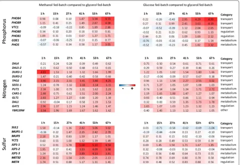 Fig. 6 Heat maps (red upregulated; white not regulated; blue downregulated) depicting the regulatory trends of potential marker genes for nutrient limitation during the methanol or glucose fed-batch process