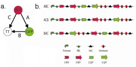 Figure 4ProblemDNA constructs that encode a three node Hamiltonian Path DNA constructs that encode a three node Hamilto-nian Path Problem