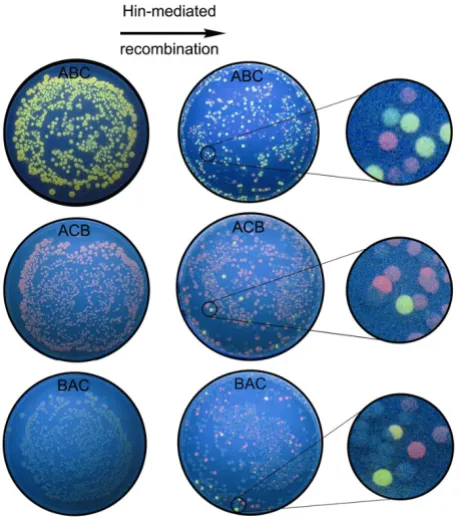 Figure 5terial computingDetecting solutions to a Hamiltonian Path Problem with bac-Detecting solutions to a Hamiltonian Path Problem with bacterial computing