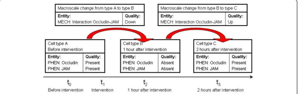 Figure 3 Using EQ syntax to represent cellular dynamics. The diagram shows how the two ontologies for cell phenotypes (PHEN) andmechanism changes (MECH) work together with the EQ syntax in order to represent the dynamics of cellular processes