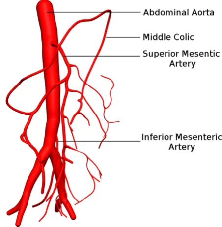 Table 1: Comparison of initial radii used for abdominal aorta, SMA and IMA.