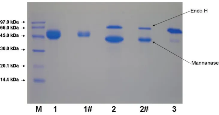 Table 1: One-step purification of recombinant β-mannanase from A. niger