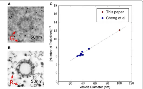 Fig. 9 Clathrin-coated vesicle reconstruction using different schemes.with different reconstruction schemes (FBP,a portion of the cage reconstruction (No extra matching transformation other than simple translations/rotations is necessary