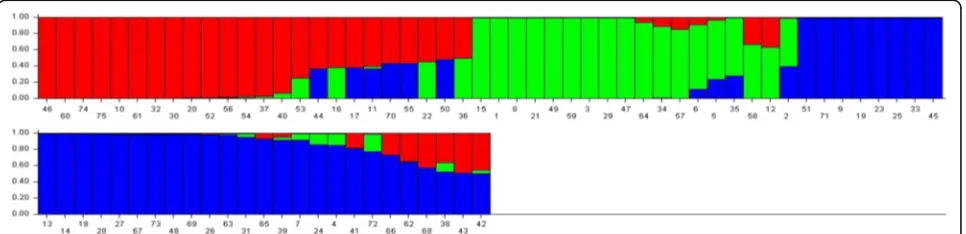 Fig. 1 Population structure of 75 accessions based on 119 SSR markers (K = 3)