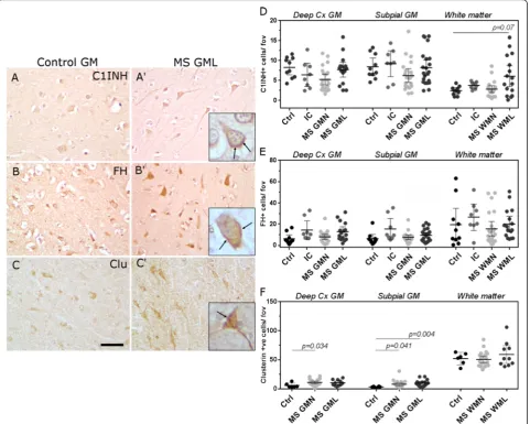 Fig. 3 The expression of key regulators of the classical and alternative complement pathways are unchanged in MS cortical grey matter