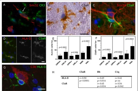 Fig. 4 Microglial activation and complement anaphylatoxin receptor expression in the MS cortex
