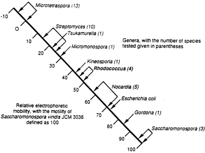 Figure 1.1 Separation of rhodococci from other genera using the electrophoretic 