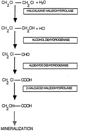 Figure 1.6 Suggested pathway for the metabolism of 1,2-dichloroethane by 