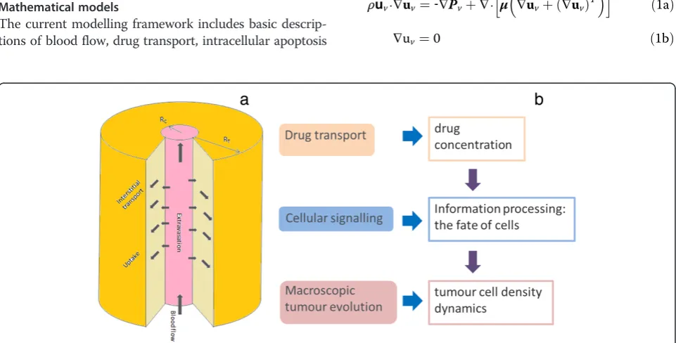 Figure 1 Schematic overview of information flow involved in the modelling framework. (a) Schematic illustration of the simplest tumourvascular geometry and (b) diagrammatical representation of the levels of description incorporated in the model.