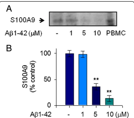 Figure 1 S100A9 release in response to Aβ1-42 monomers inhuman monocytic THP-1 cells. To measure the extracellularrelease of S100A9 in response to mostly monomeric Aβ1-42stimulation, THP-1 cells were incubated with either vehicle only (−)or increasing amou