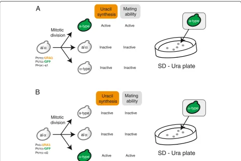 Figure 1 Schematic outline of experimental design. (A) Isolation of a-type of cells generated via spontaneous chromosomal aberration.PPGK1-a1 suppresses mating ability of α-type of cells to prevent autopolyploidization (mating between a- and α-type of cell