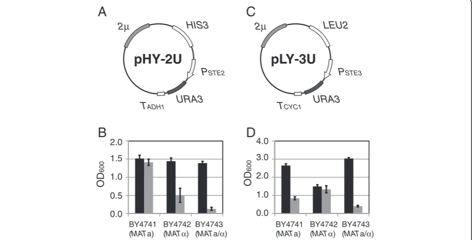 Figure 2 Growth of yeast transformants harboring YEp-type plasmids. (A) Plasmid map of pHY-2U containing 2 μ origin of replication(providing cellular retention of multicopy plasmids) and PSTE2-URA3 construct (activated in a-type yeast cells)