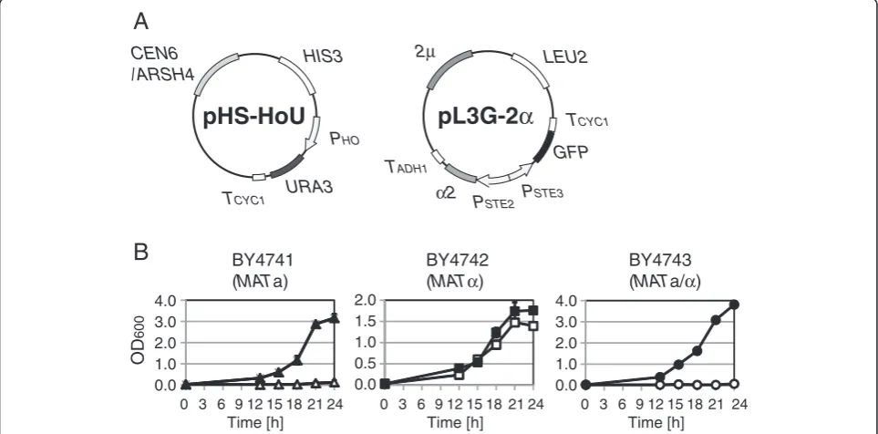 Figure 4 Improved growth selection system forpHS-HoU contains α-type of cells. (A) Plasmids used for α-type-specific URA3 gene expression