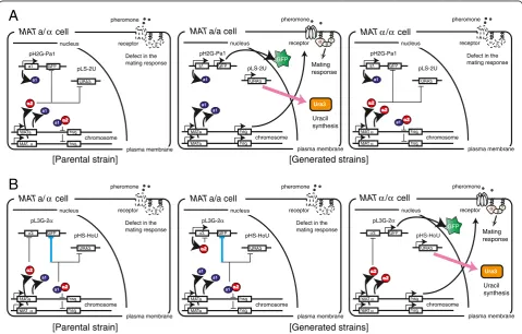 Figure 5 Schematic outline of yeast mating-type regulation and our engineered approach