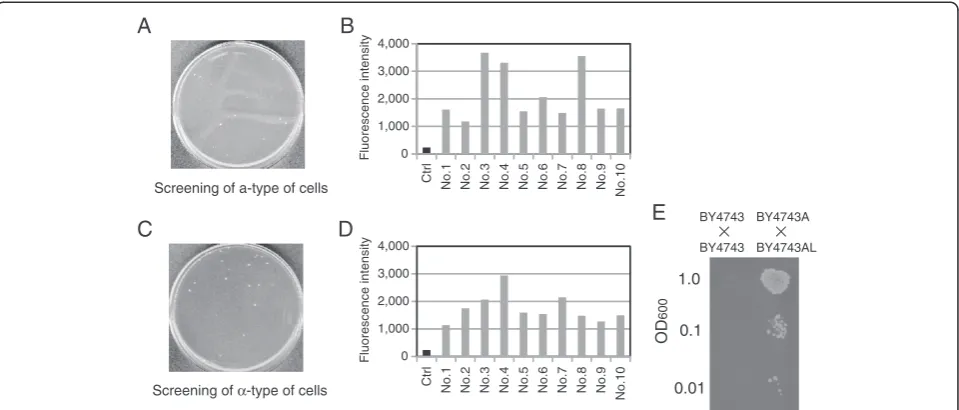 Figure 6 Isolation of a- orisolation of a-type of cells. Cell suspensions containing approximately 1 × 10 α-type of cells generated via spontaneous chromosomal aberration