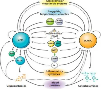 Figure 1. 2. A schematic summary of the central and peripheral components of the stress system [49]