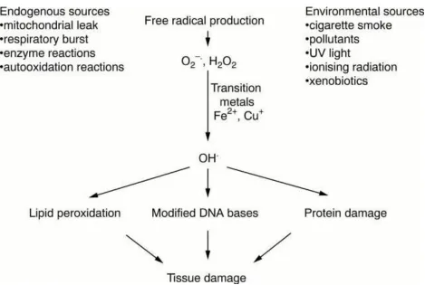 Figure 1.3. Major sources of anti-oxidants in the body and their consequence [121]. 