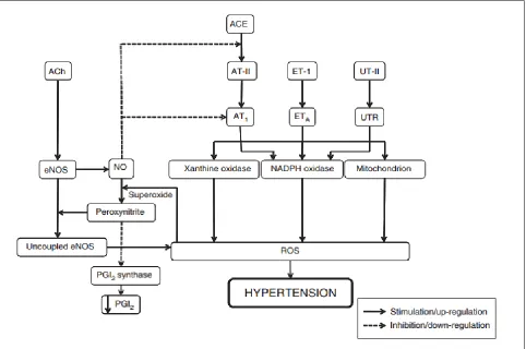 Figure 1.4. Schematic summary of the role of vascular oxidative stress in pathogenesis of hypertension [141]