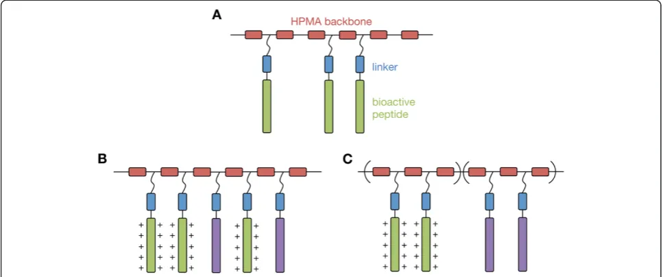 Figure 1 Schematic of peptide-functionalized HPMA copolymers. (A)peptides (green) with a linker (blue) between the hydrophilic backbone and the main peptide sequence.HPMA and multiple pendant peptides (cationic peptide in green; second bioactive peptide in