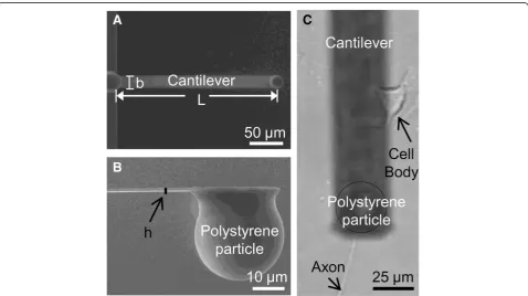 Figure 1 Diagrams illustrating dimension of cantilever and axon being compressed by cantilever in atomic force microscopy (AFM).(A) Top view of a cantilever obtained by scanning electric microscopy (SEM)